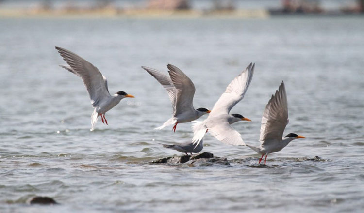 Cambodia river tern population on stable trend, towards future rise